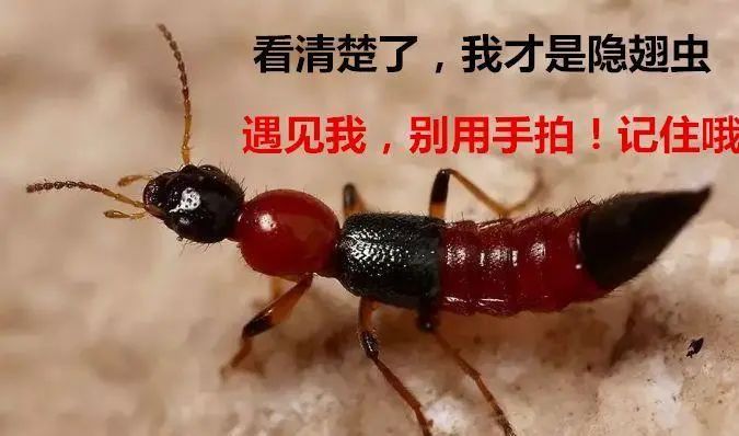 【健康科普】夏秋季谨防虫出没，请对隐翅虫“手下留情”！