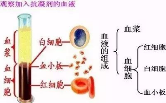 【健康科普】为什么医生经常要求做血常规检查？看完您就知道了